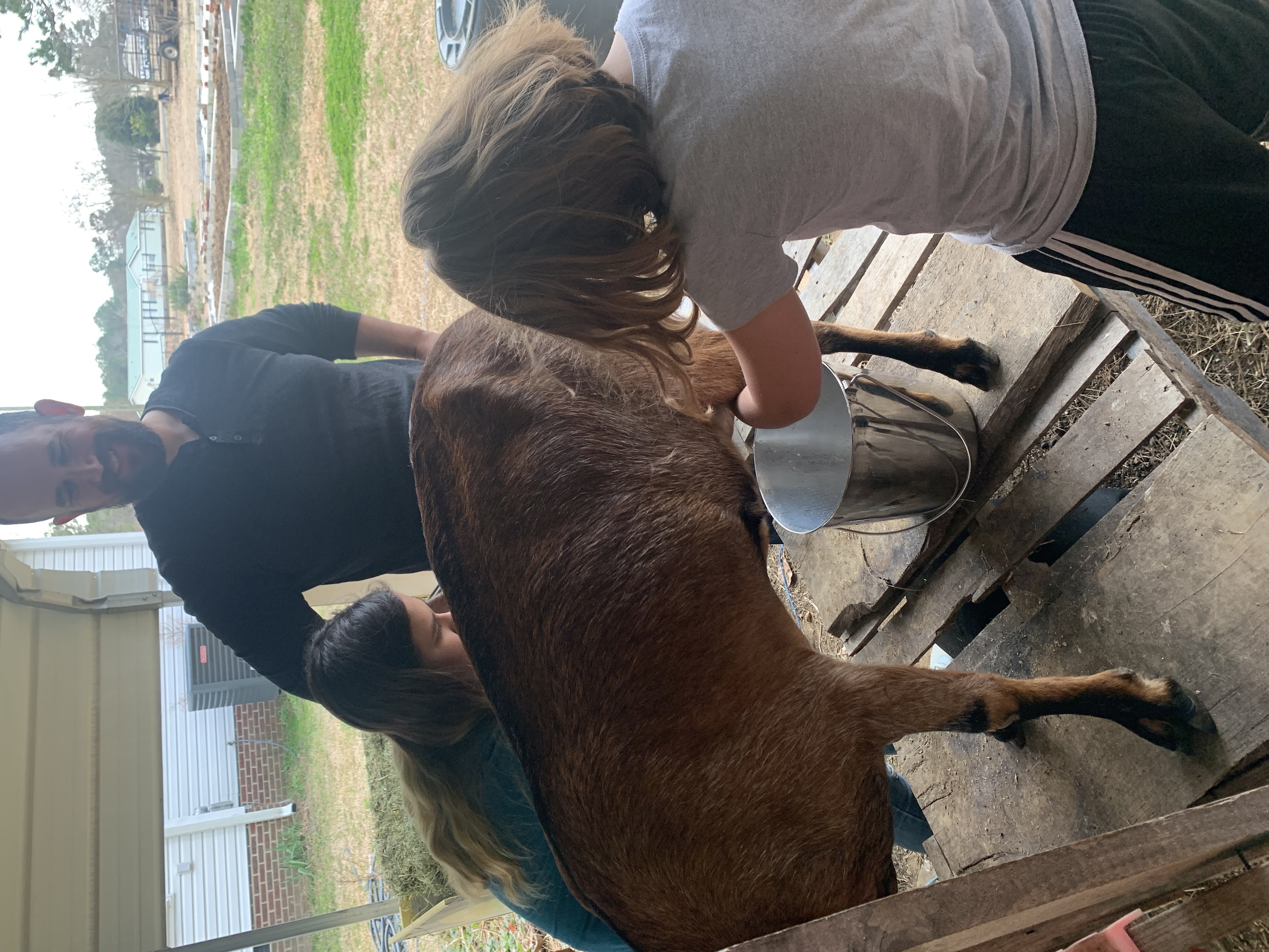 Milking Goats